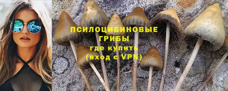 площадка клад  Козьмодемьянск  Псилоцибиновые грибы MAGIC MUSHROOMS  дарнет шоп 